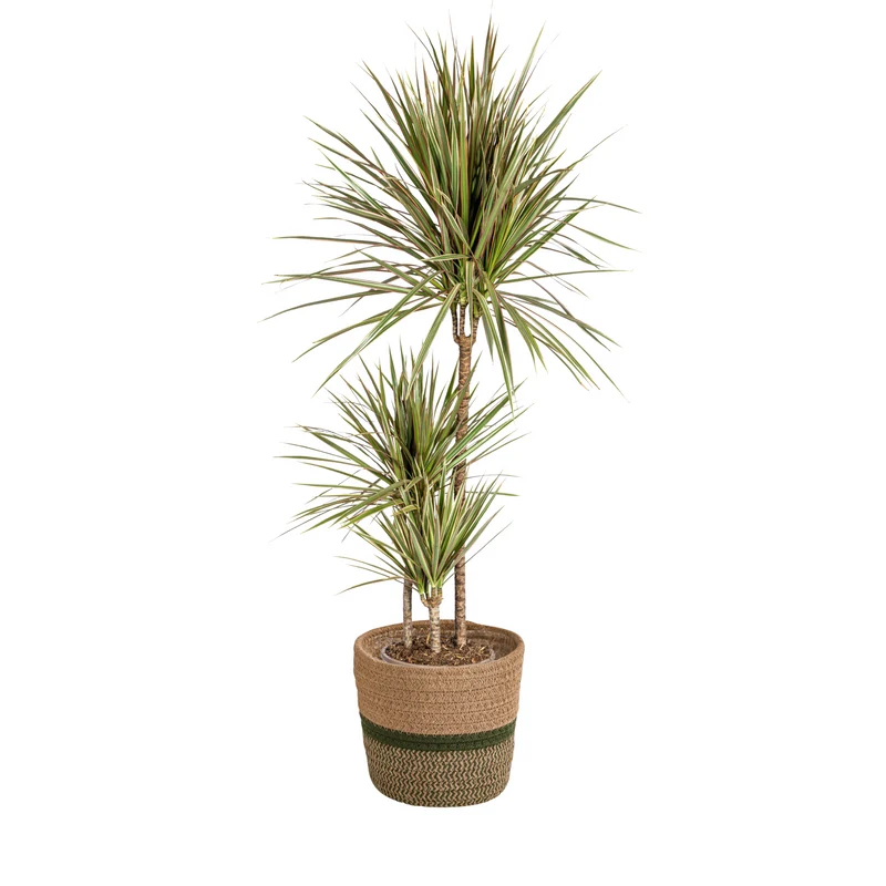 Dracaena Marginata Bicolor met mand