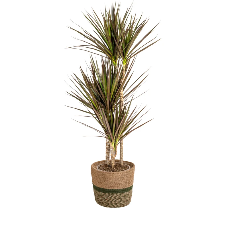 Dracaena Marginata Magenta met mand