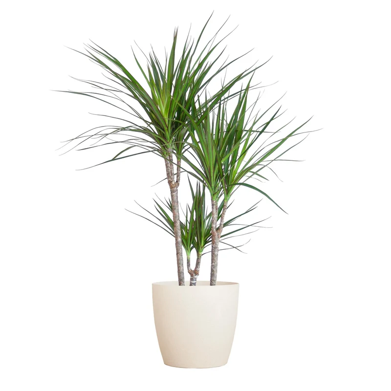 Dracaena Marginata met witte pot