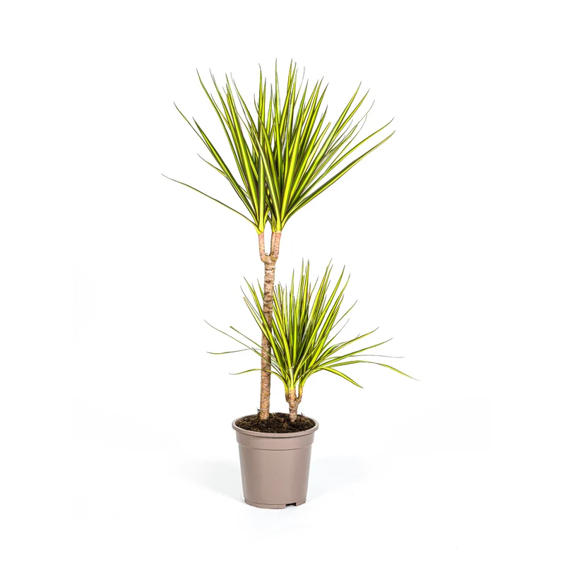 Dracaena Marginata Sunray