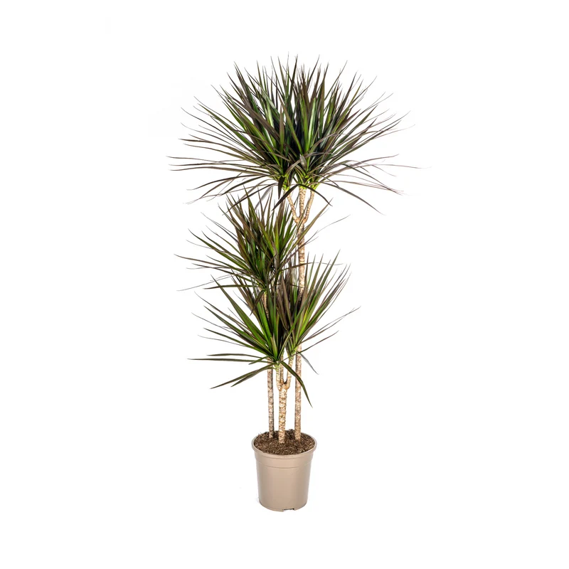 Dracaena Marginata Magenta