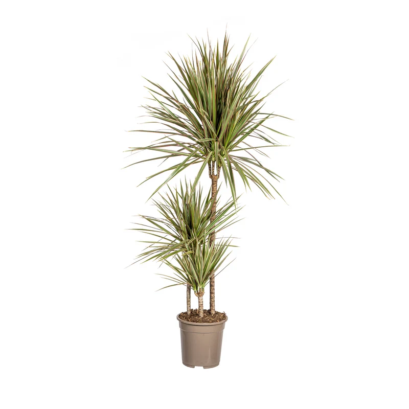 Dracaena Marginata Bicolor