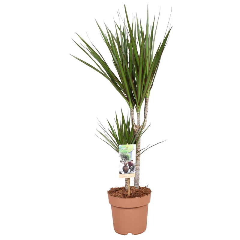 Dracaena Marginata 30