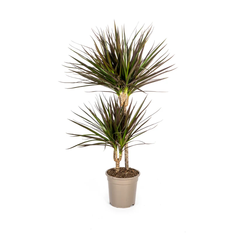 Dracaena Marginata Magenta