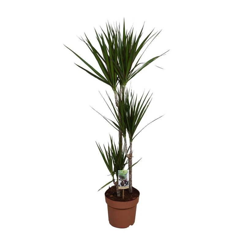 Dracaena Marginata