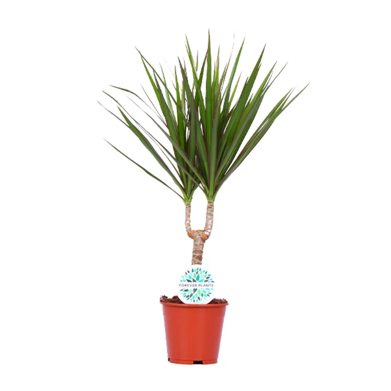 Dracaena Marginata