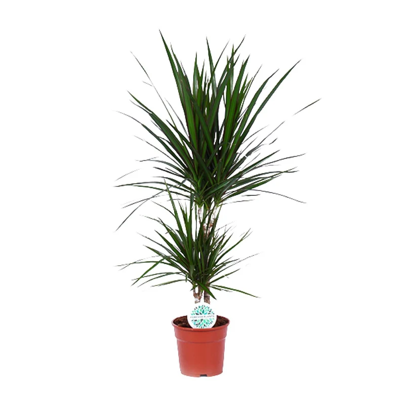 Dracaena Marginata