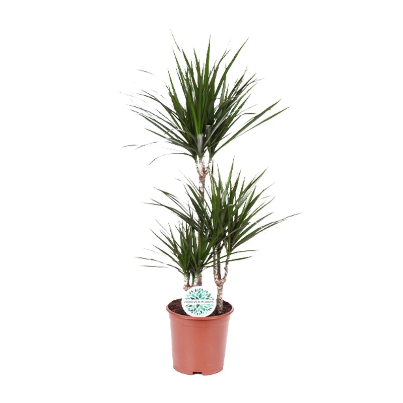 Dracaena Marginata