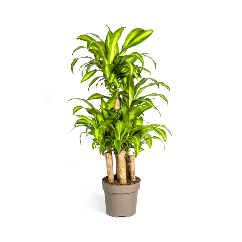 Dracaena Fragrans Massangeana Carrousel