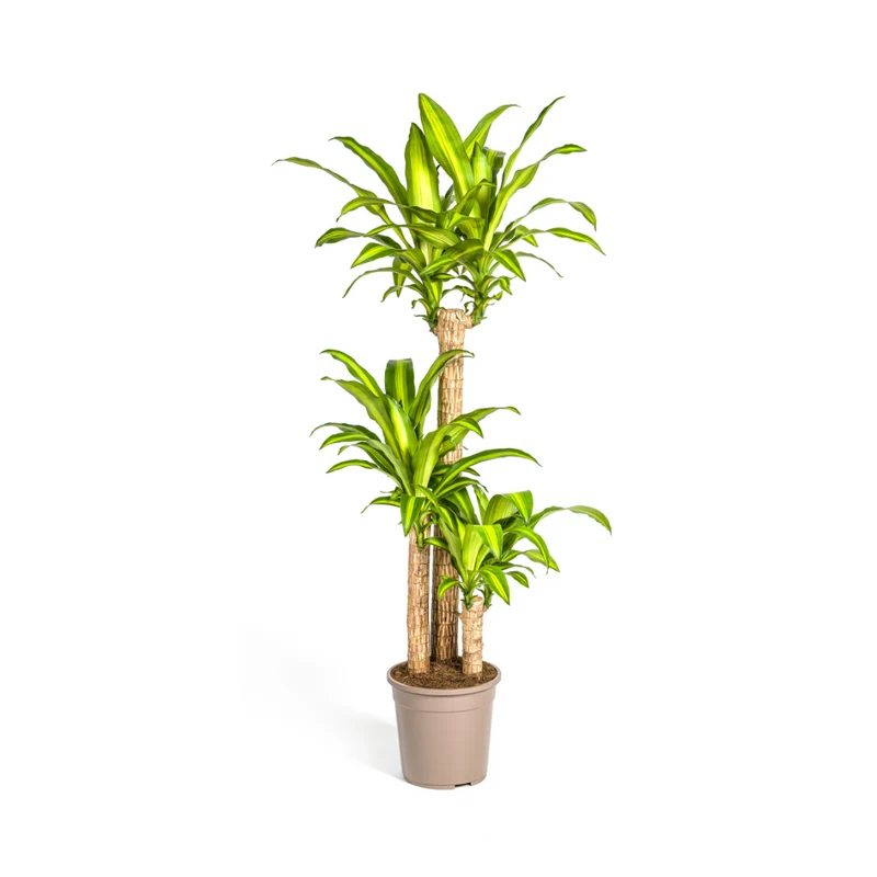 Dracaena Fragrans Massangeana