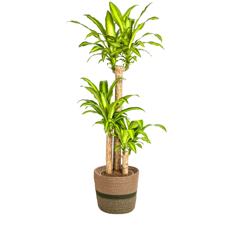 Dracaena Fragrans Massangeana met mand