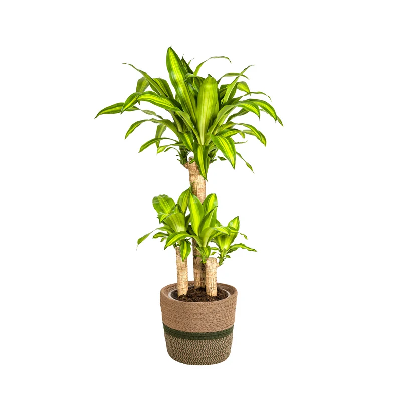 Dracaena Fragrans Massangeana met mand