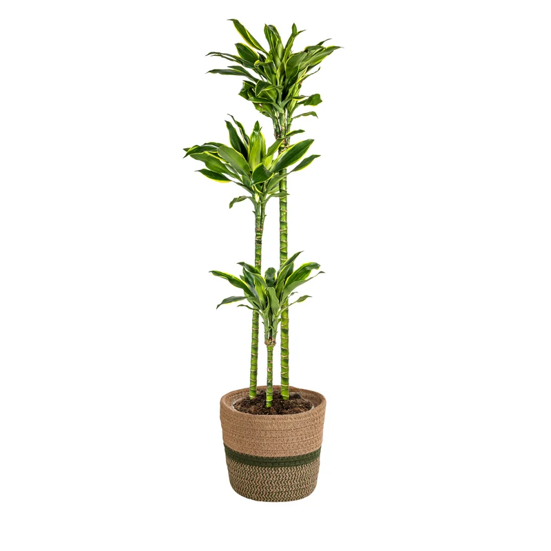 Dracaena Fragrans Golden Coast met mand