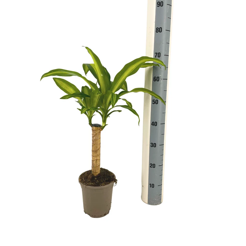 Dracaena Fragrans Massangeana