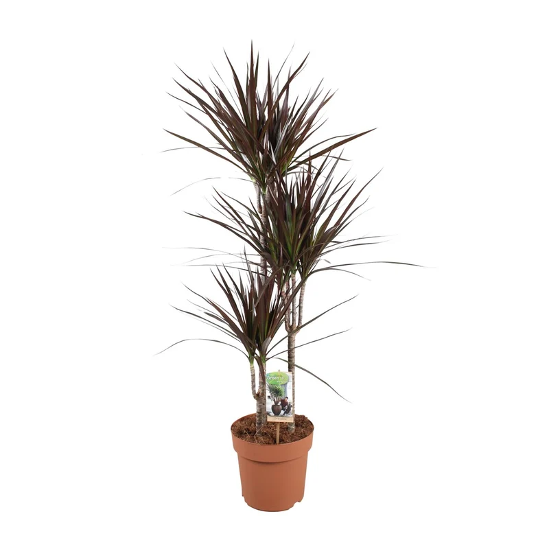 Dracaena Magenta