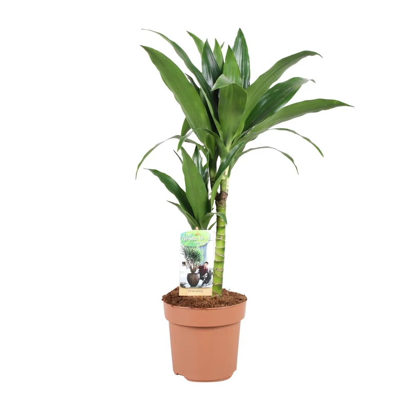 Dracaena Janet Craig 30
