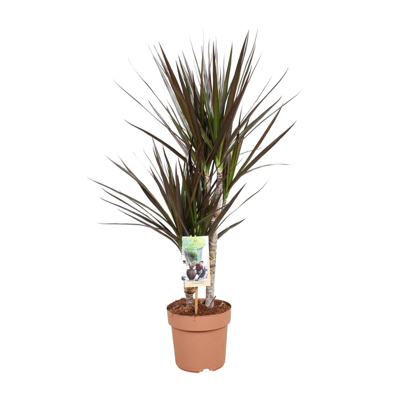 Dracaena Magenta