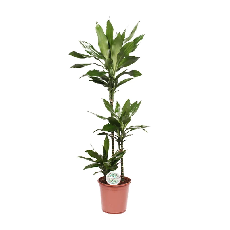 Dracaena Janet Lind