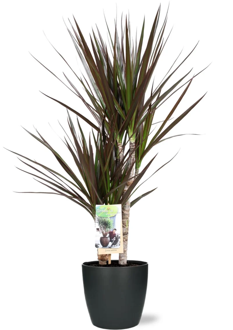 Dracaena Magenta