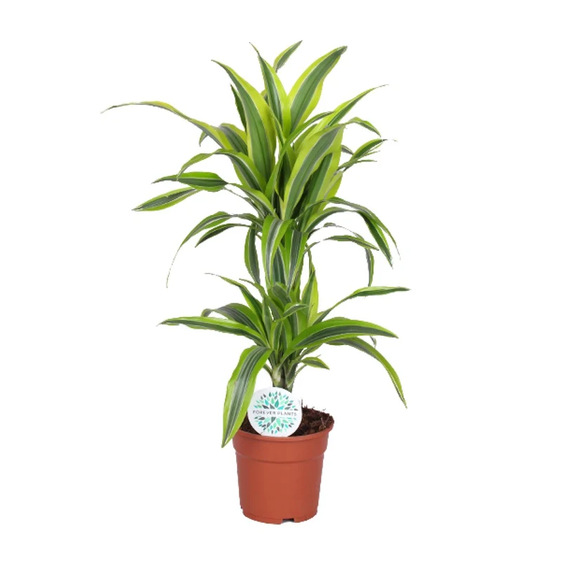 Dracaena Lemon Lime