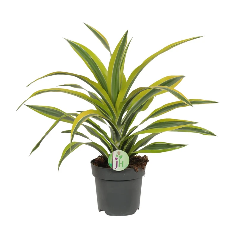 Dracaena Fragrans Lemon Lime