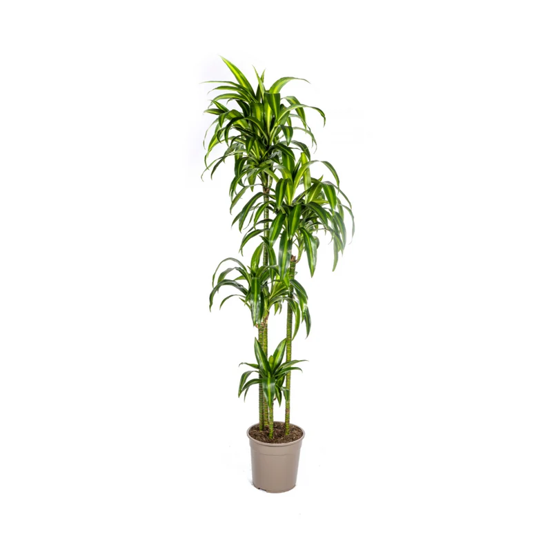 Dracaena Deremensis Hawaiian Sunshine