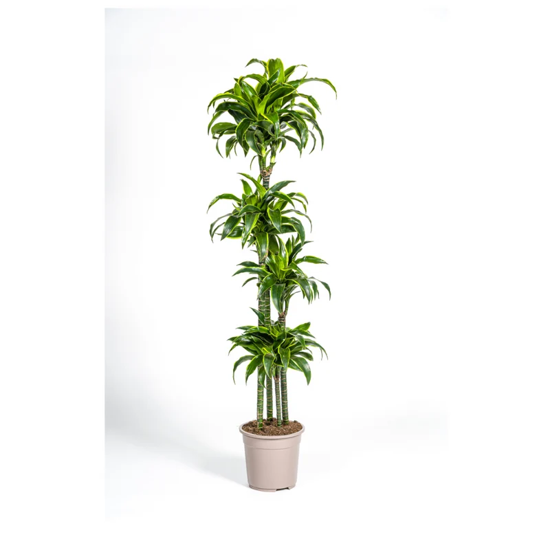 Dracaena Deremensis Dorado