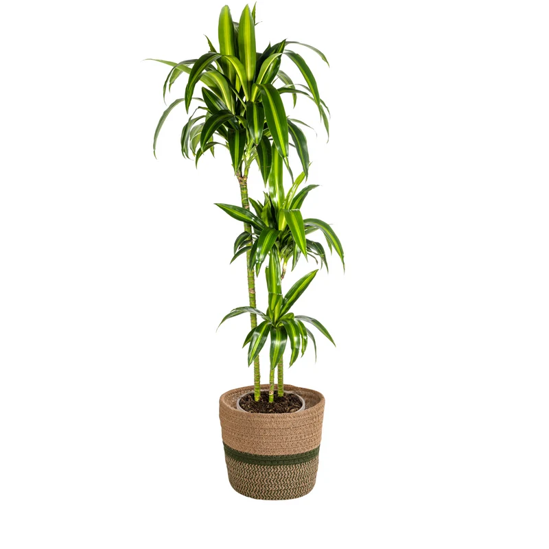 Dracaena Deremensis Hawaiian Sunshine met mand