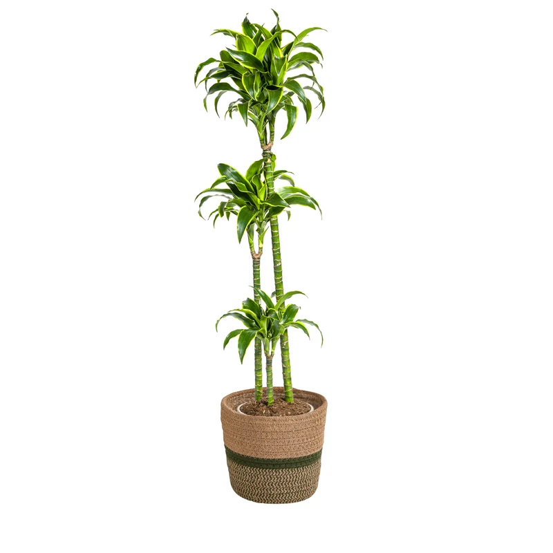 Dracaena Deremensis Dorado met mand