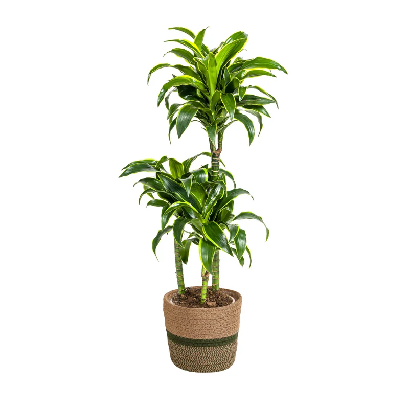Dracaena Deremensis Dorado met mand