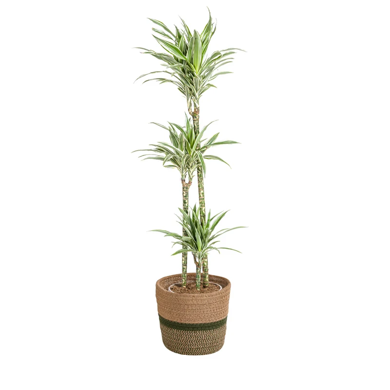Dracaena Deremensis White Stripe met mand