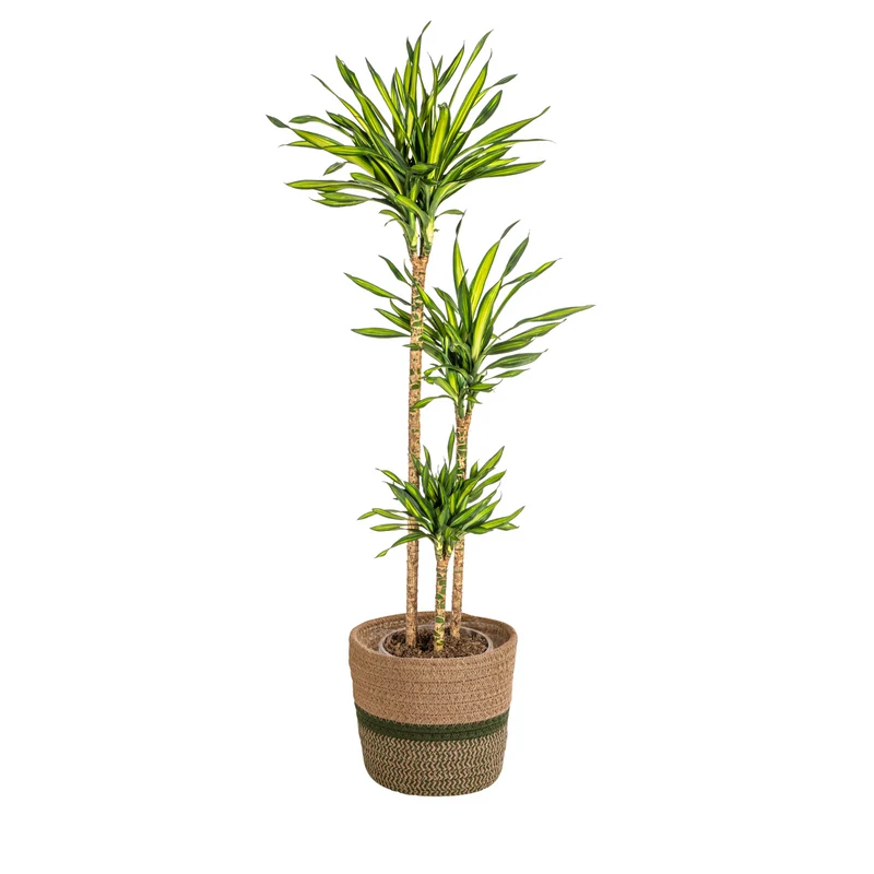 Dracaena Deremensis Rikki met mand