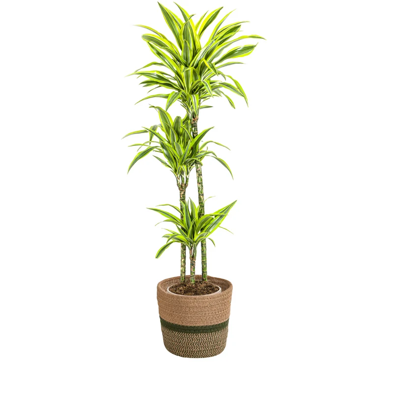 Dracaena Deremensis Lemon Lime met mand