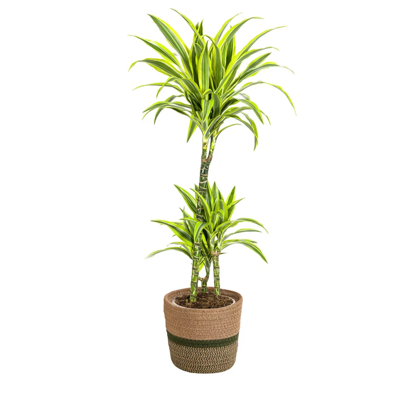 Dracaena Deremensis Lemon Lime met mand