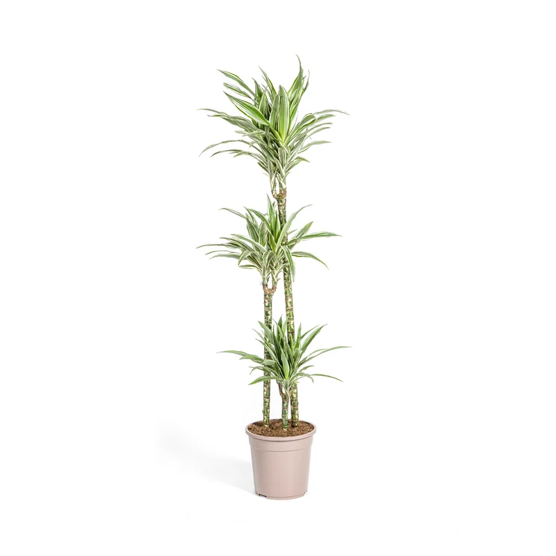 Dracaena Deremensis White Stripe