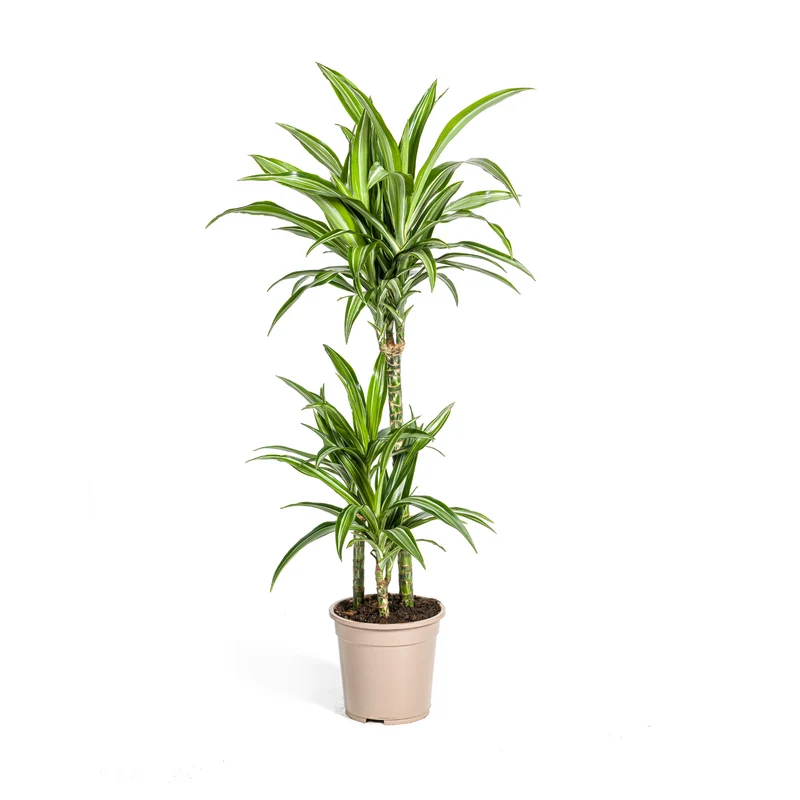 Dracaena Deremensis White Stripe