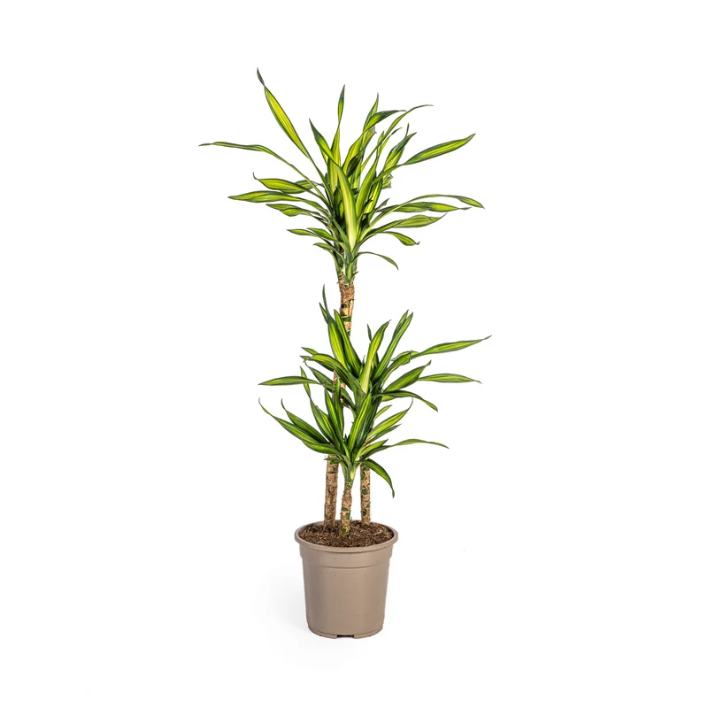 Dracaena Deremensis Rikki