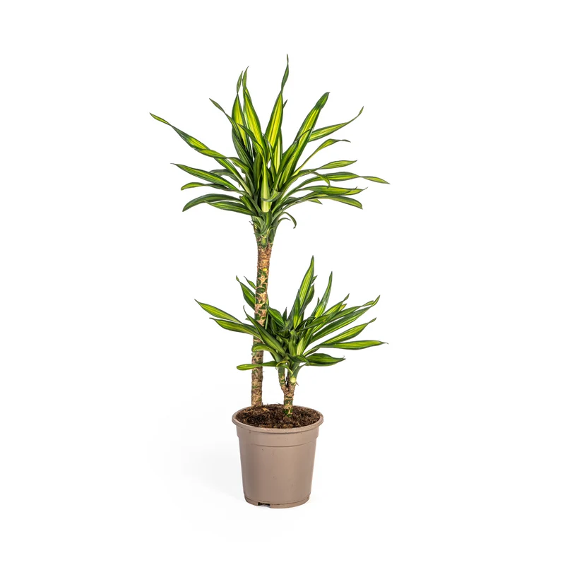 Dracaena Deremensis Rikki