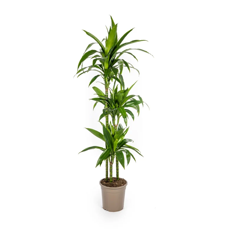 Dracaena Deremensis Lisa