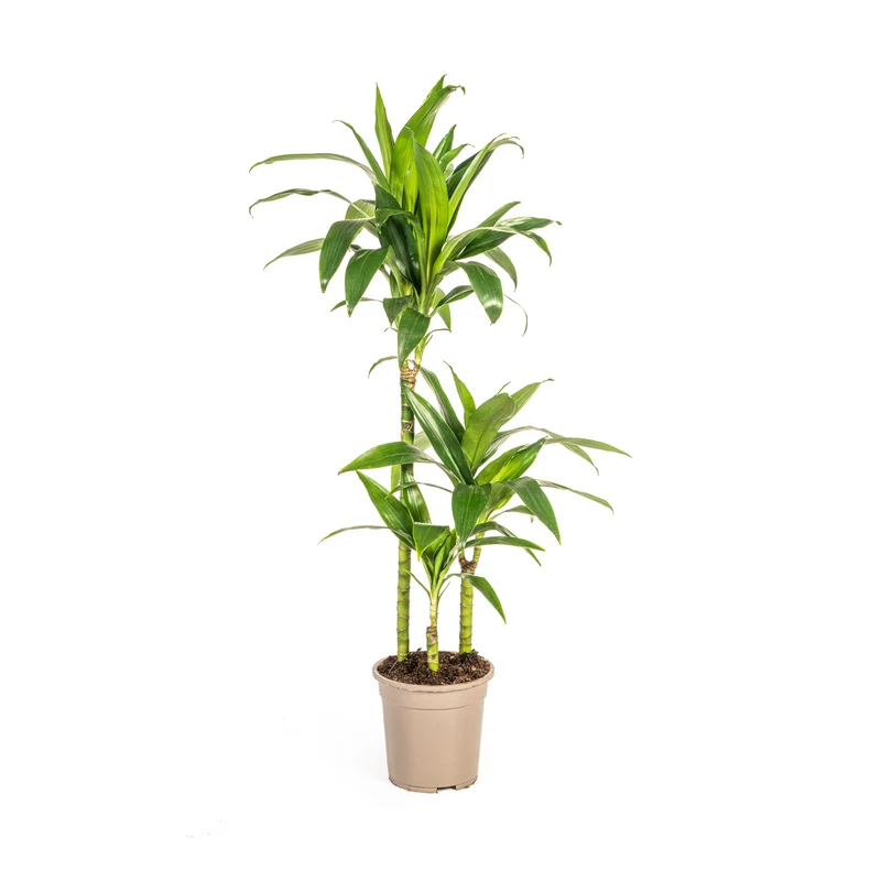 Dracaena Deremensis Lisa