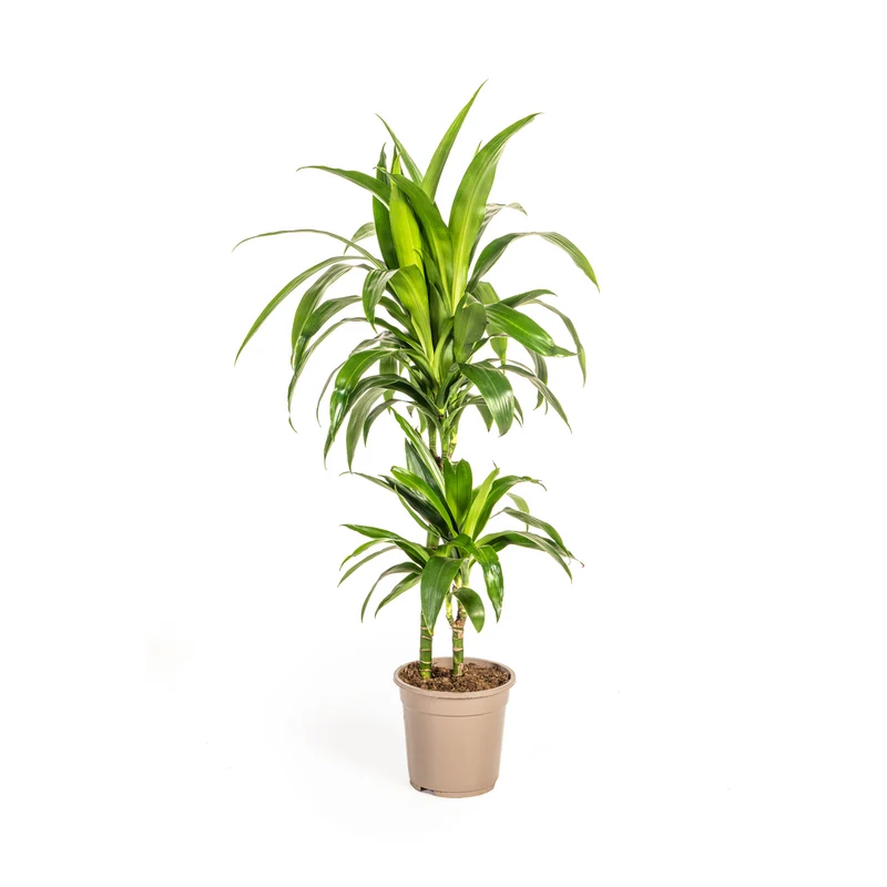 Dracaena Deremensis Lisa