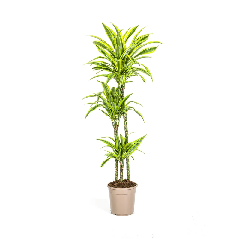 Dracaena Deremensis Lemon Lime