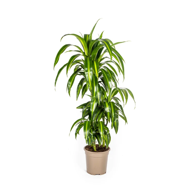 Dracaena Deremensis Hawaiian Sunshine