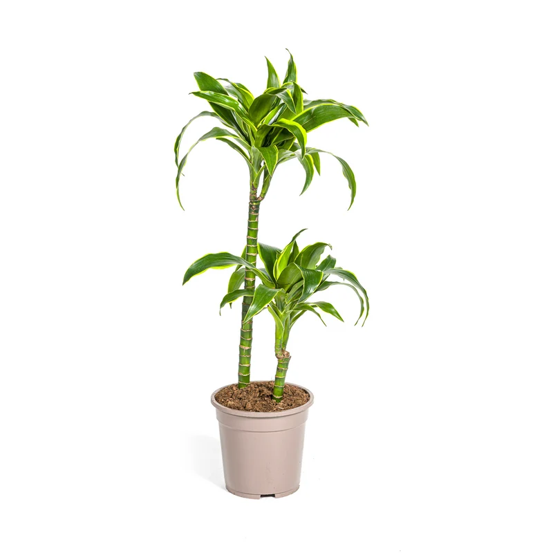 Dracaena Deremensis Dorado