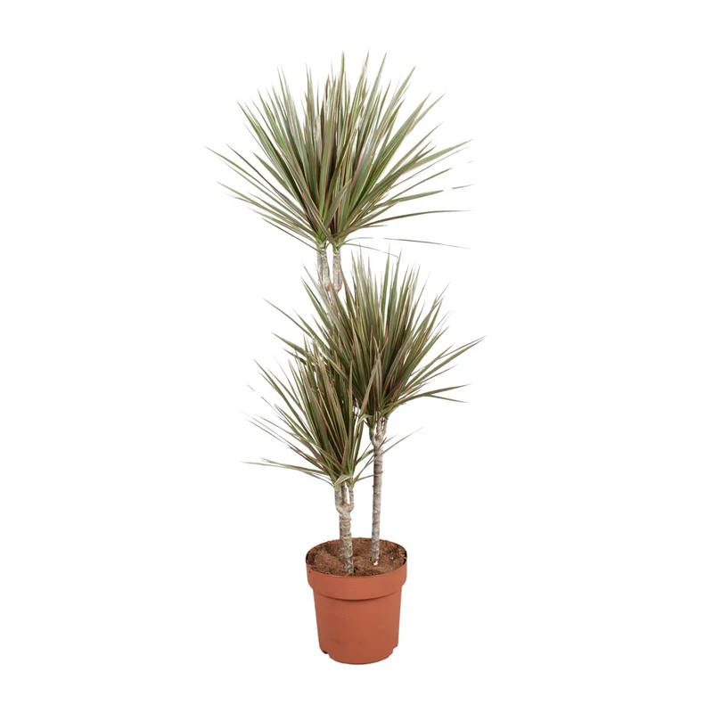 Dracaena Bicolor