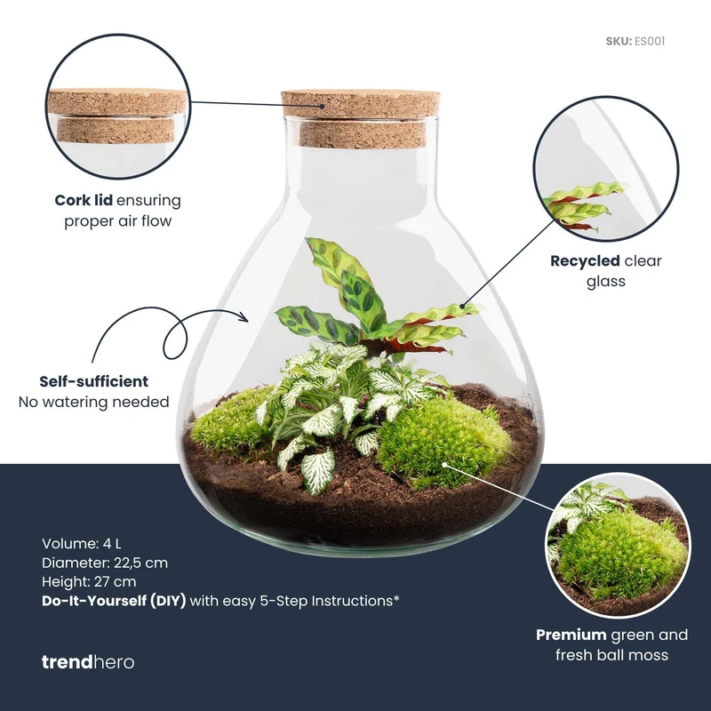 DIY terrarium - Sammie Calathea - Zonder gereedschap