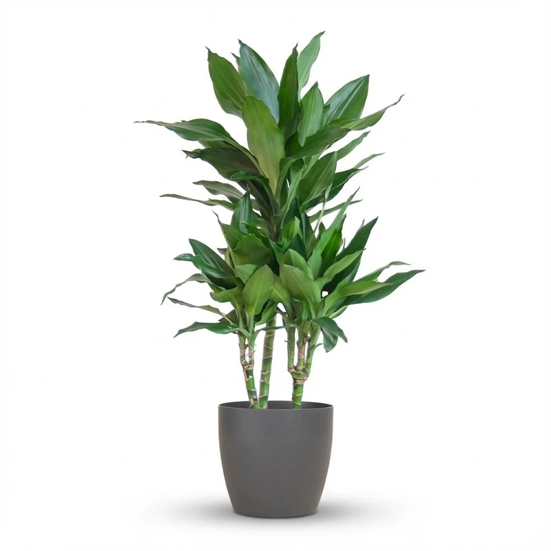 Dracaena Janet Lindt met grijze pot