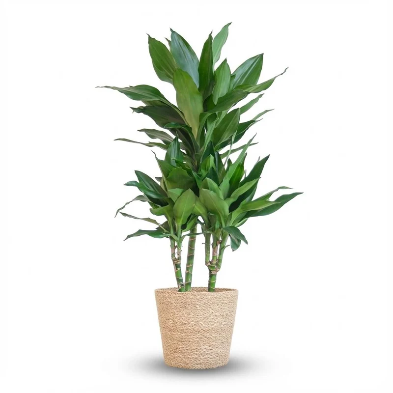Dracaena Janet Lindt met Zeegras mand naturel