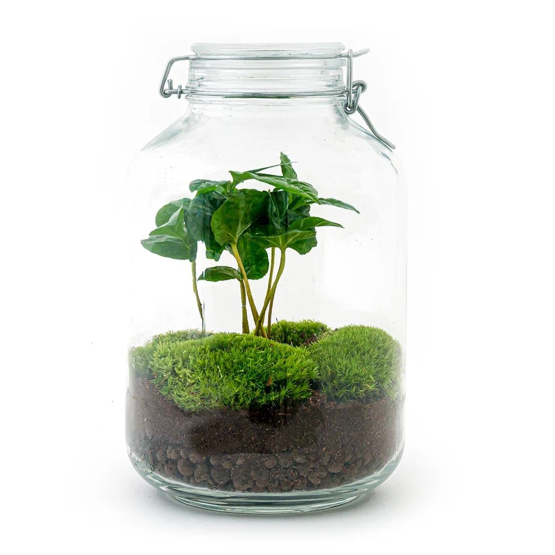 DIY terrarium - Jar - Coffea Arabica - Met hark en schep