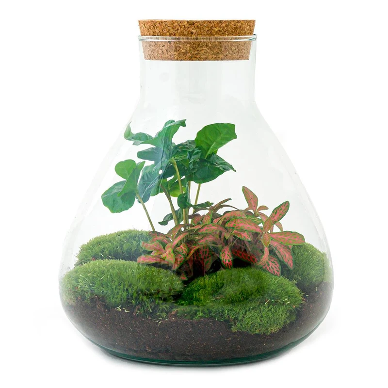 DIY terrarium - Sammie Coffea Red - Met complete gereedschapsset